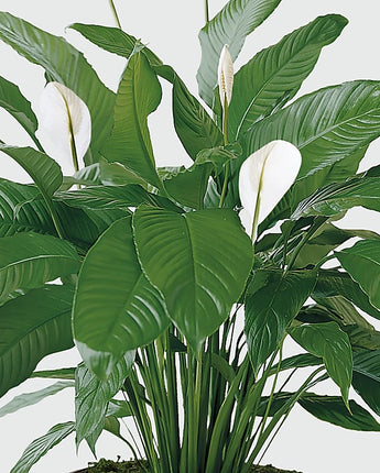 Tranquil Moments Peace Lily Plant