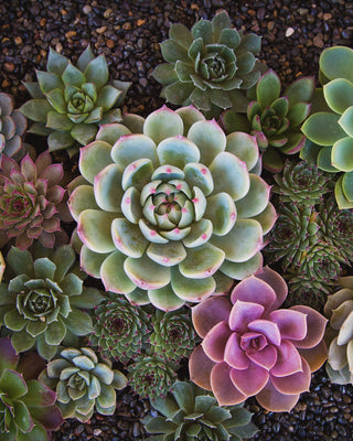 Plants