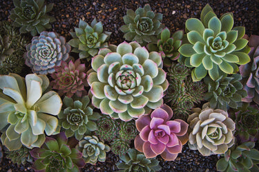 Plants