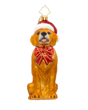 Golden Paws Pal