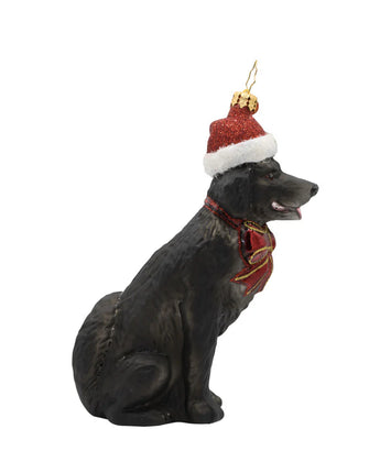 Loyal Lab