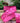 Hot Pink Satin Leopard Ribbon (Sold Separately)