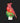 6.25" Cardinal on Holly Nightlight