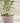 Thumper Plant Stick (Sold Separately)