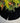 72" Black Velvet Tree Skirt