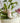 8" Giddy Up Plant Sticks (Sold Separately)