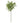 29" Norfolk Pine Stem