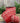 4" Red Boucle Ribbon