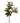 28.5" Variegated Holly