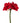 29.5" Red Amaryllis