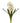 12.5" White Hyacinth