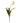 24.5" White Dutch Tulip