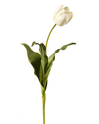 24.5" White Dutch Tulip