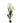 20" White Paperwhites with Bulb