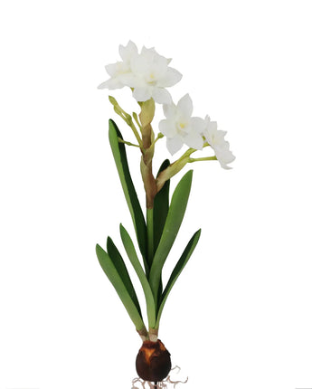 20" White Paperwhites with Bulb