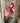 35" Stocking Topiary