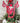 Pinkmas Candy Canes (Set of 2)