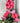 Pinkmas Wrapped Candy (Sold Separately)