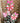 22.5" Beck's Vintage Candy Cane Ball Door Hanger