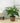Tranquil Moments Peace Lily Plant