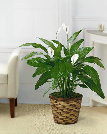 Tranquil Moments Peace Lily Plant