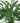 Tranquil Moments Peace Lily Plant