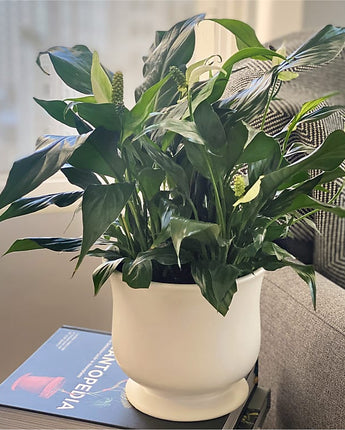 Comfort Planter
