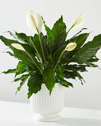 Comfort Planter
