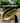1" Emerald Lush Velvet Ribbon