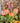 Orange Patterned Pumpkins (Sold Separately)