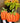 Large Ribbon Pumpkins (Sold Separately)