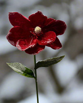 24" Snow Edged Velvet Magnolia