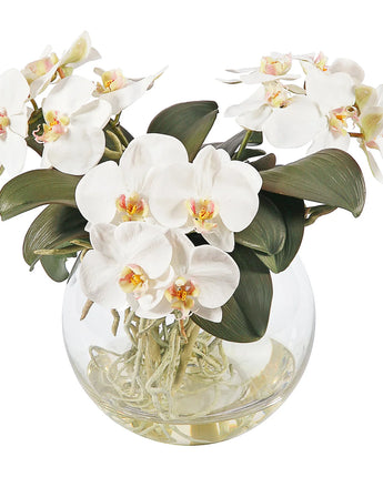 11" Phalaenopsis in Bowl