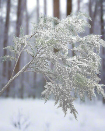 63" Snowy Cedar Tree Branch