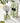 Santorini Olive & Citron Decorative Reed Diffuser