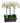24" Phalaenopsis Orchid in Glass Planter
