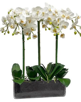 24" Phalaenopsis Orchid in Glass Planter