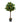 39" Lemon Tree