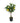 18" Lemon Tree