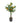 26" Orange Tree