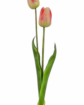 Natural Touch Darwin Tulip