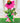 Fanciful Pink Coneflower