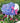23" Purple Hydrangea Lamb