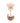 3.5" 2026 Sugar Plum Fairy Annual Box