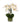 20" Orchid in Round Glass Container
