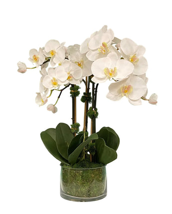 20" Orchid in Round Glass Container