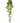 41" Hanging Tradescantia Plant