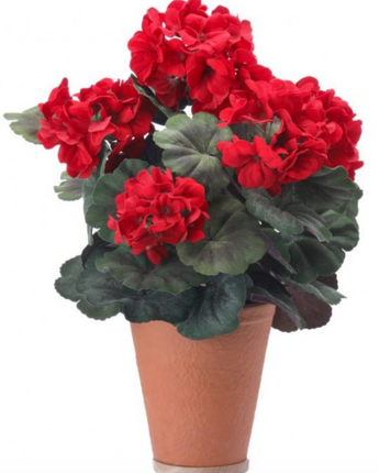 17" Potted Geranium