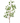 33" Asian Privet Spray
