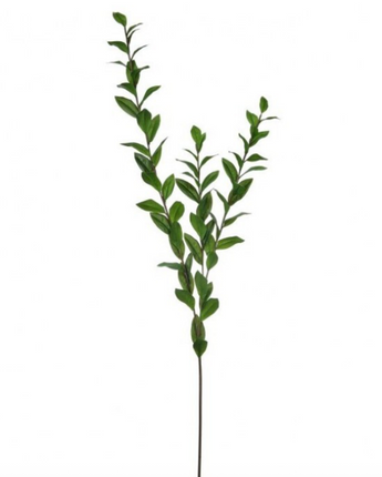 55" Southern Salal Spray